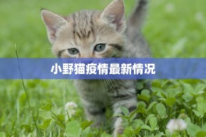 小野猫疫情最新情况